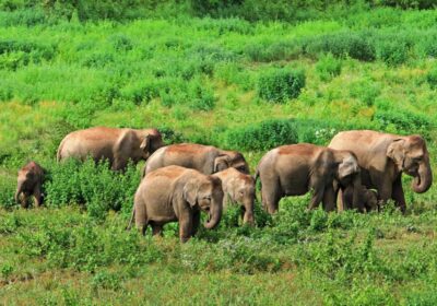 elephants-kui-buri-national-park-w-900-1